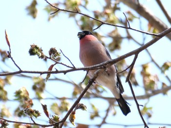 Eurasian Bullfinch(rosacea) 秩父 Tue, 4/4/2023