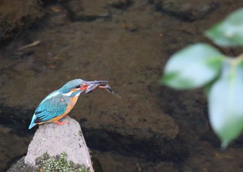 Common Kingfisher 鶴見川 Mon, 4/3/2023