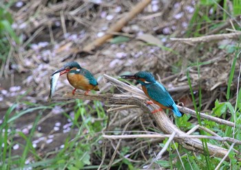 カワセミ 鶴見川 2023年4月3日(月)