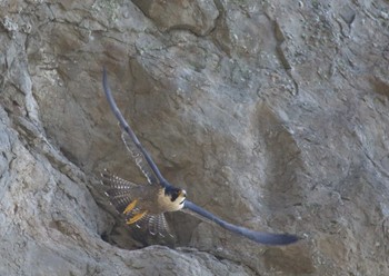 Peregrine Falcon 江ノ島 Wed, 4/5/2023