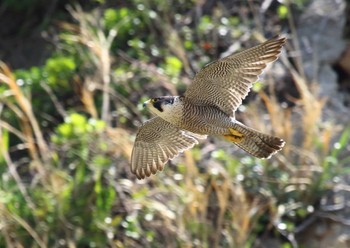 Peregrine Falcon 江ノ島 Wed, 4/5/2023