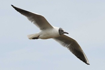 Black-headed Gull 六郷橋緑地 Wed, 4/5/2023