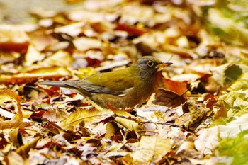 Brown-headed Thrush 厚木七沢森林公園 Sun, 4/2/2023