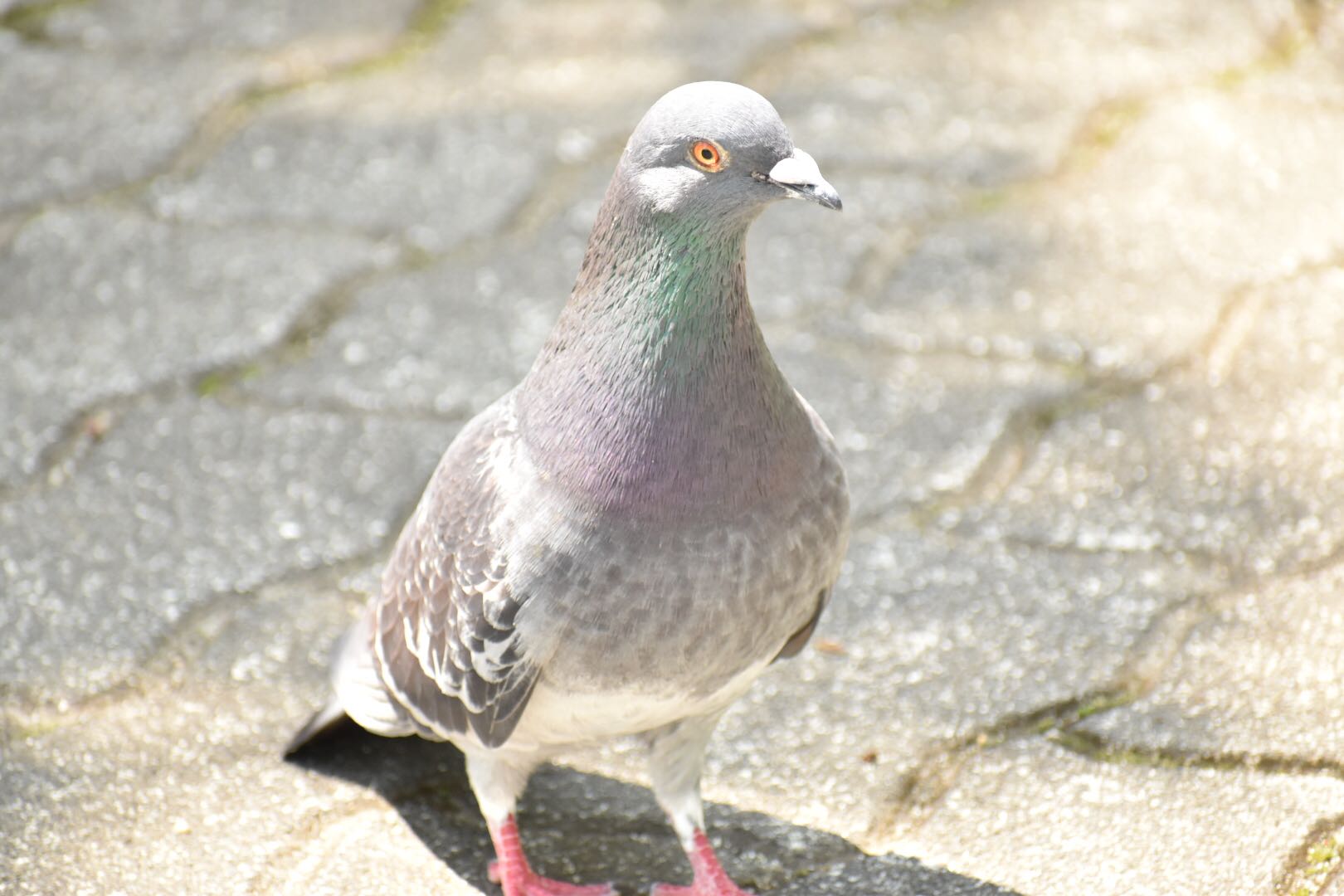 長居公園 カワラバトの写真 by りょう