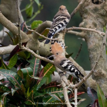 Eurasian Hoopoe Ishigaki Island Fri, 1/27/2023