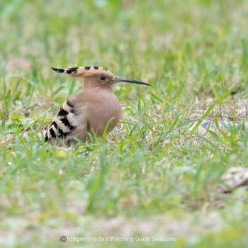 Eurasian Hoopoe Ishigaki Island Mon, 1/2/2023