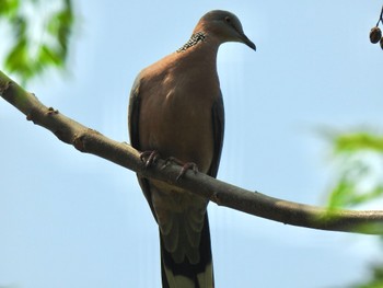 Spotted Dove 台南山上花園水道博物館 Fri, 3/24/2023