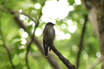 Dark-sided Flycatcher Osaka castle park Thu, 5/17/2018