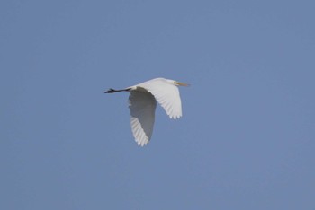 Great Egret 石狩川河口 Sun, 3/5/2023