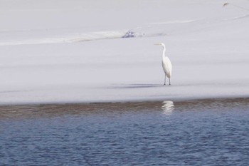 Great Egret 石狩川河口 Sun, 3/5/2023