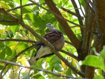 Red Collared Dove 新化老街 Fri, 3/24/2023