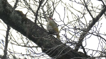 アオゲラ 東京都立小金井公園 2022年2月19日(土)