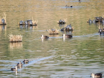 カルガモ 葛西臨海公園 2023年3月8日(水)