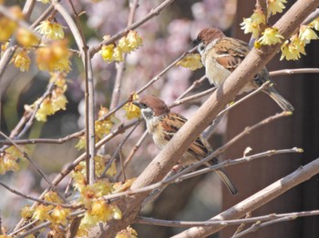 スズメ 葛西臨海公園 2023年3月8日(水)