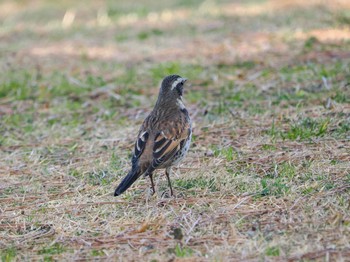 ツグミ 葛西臨海公園 2023年3月8日(水)