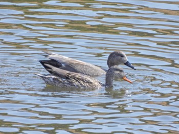 オカヨシガモ 葛西臨海公園 2023年3月18日(土)