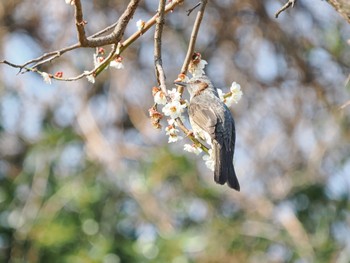 ヒヨドリ 葛西臨海公園 2023年3月8日(水)