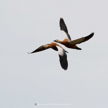 Ruddy Shelduck Ishigaki Island Fri, 2/10/2023