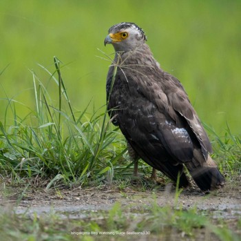 Crested Serpent Eagle Ishigaki Island Thu, 3/30/2023