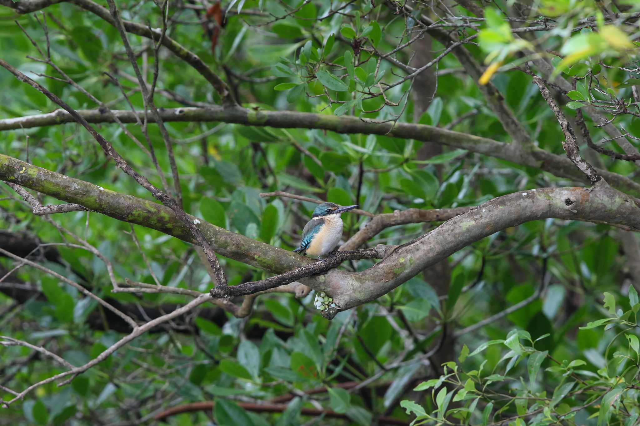 Photo of Sacred Kingfisher at Flecker Botanical Garden(Cairns) by Trio