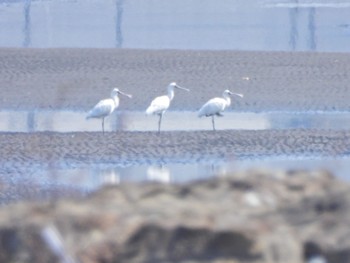 クロツラヘラサギ 葛西臨海公園 2023年3月8日(水)