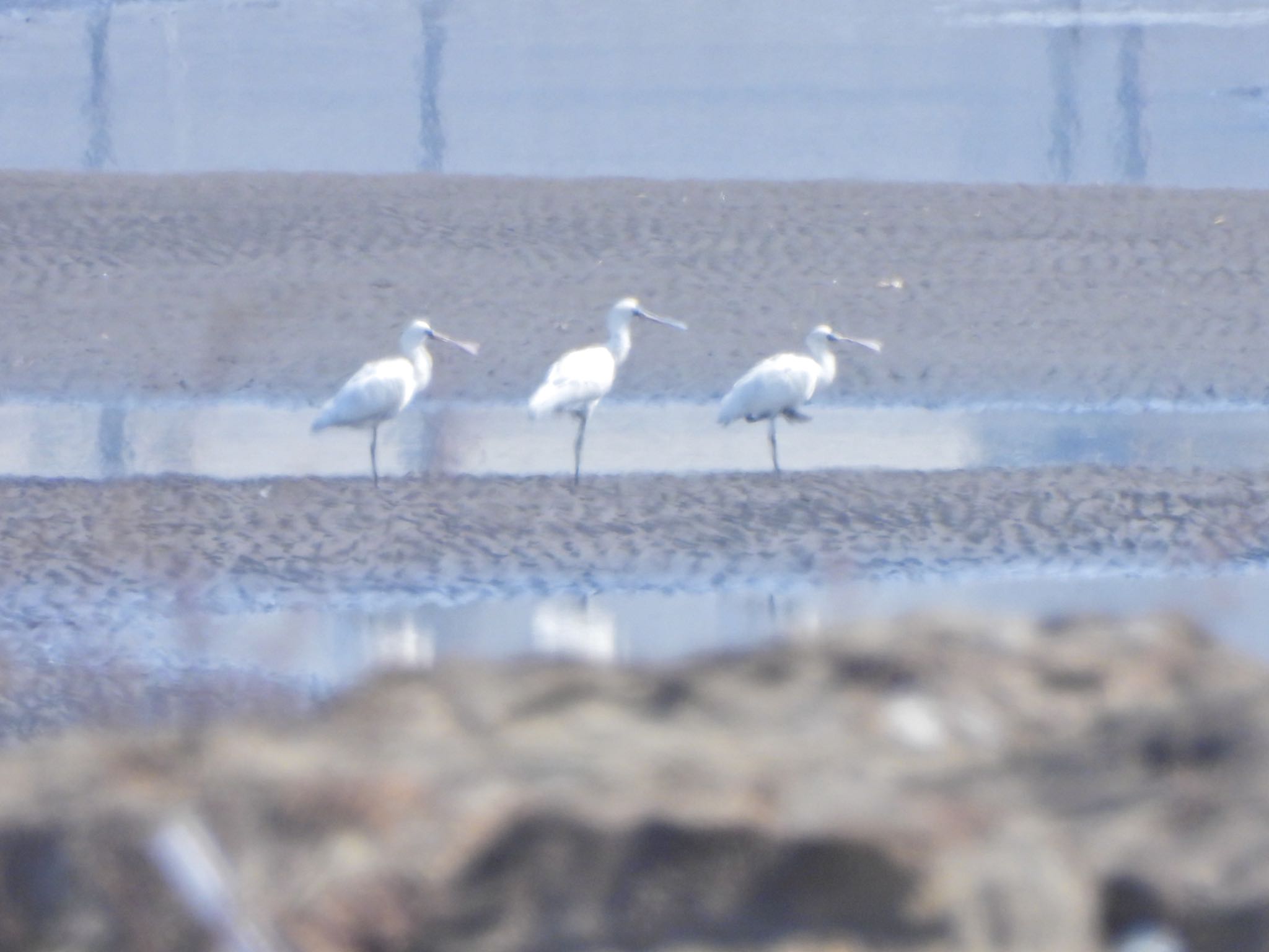 保護区の遠くの浜にクロツラヘラサギ 今は4羽に増えているらしい by クロやん