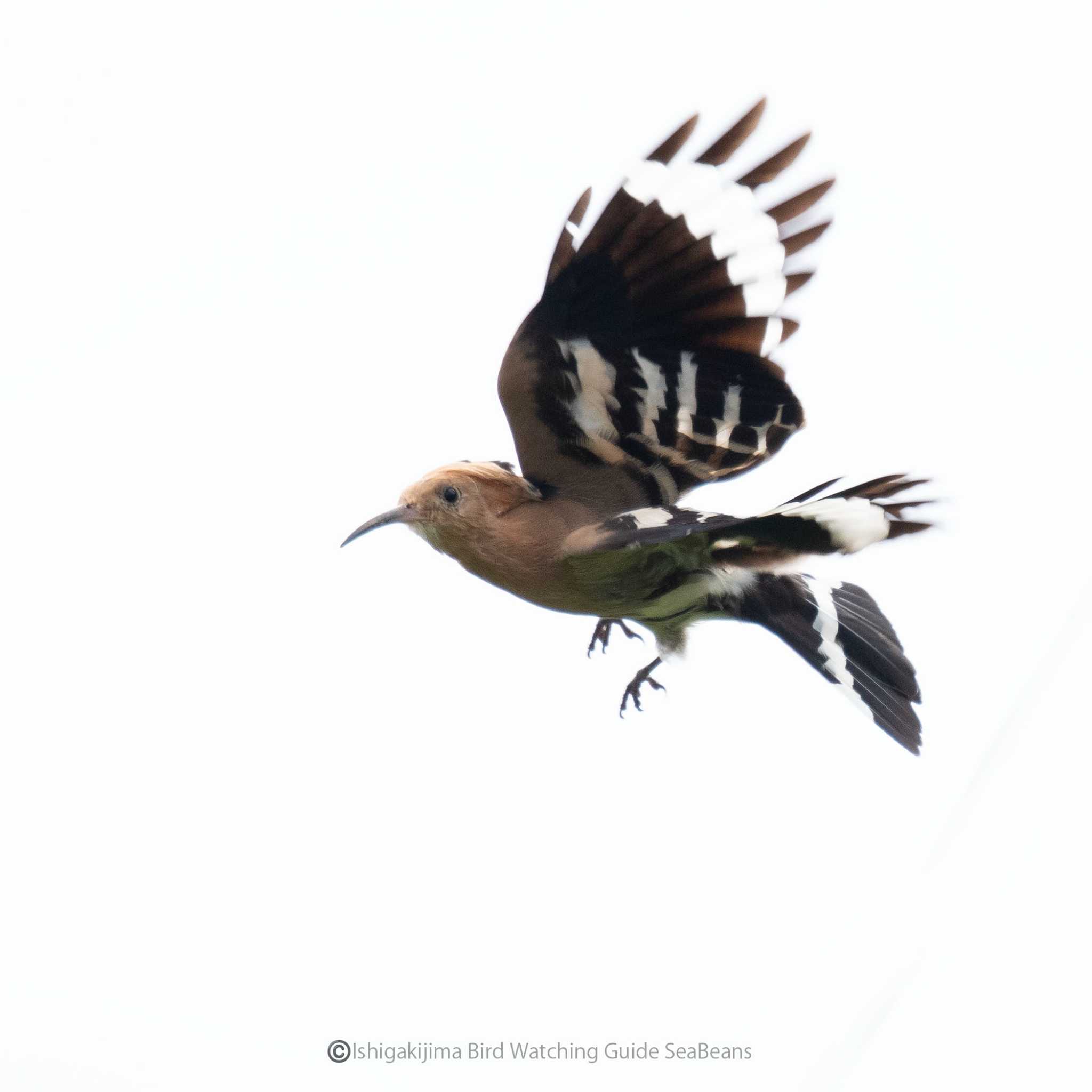 Photo of Eurasian Hoopoe at Ishigaki Island by 石垣島バードウオッチングガイドSeaBeans