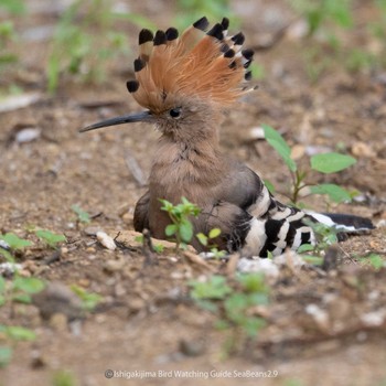 Eurasian Hoopoe Ishigaki Island Thu, 2/9/2023