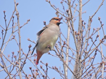 2023年3月8日(水) 葛西臨海公園の野鳥観察記録