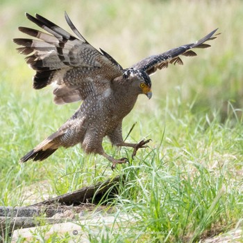 Crested Serpent Eagle Ishigaki Island Tue, 1/10/2023