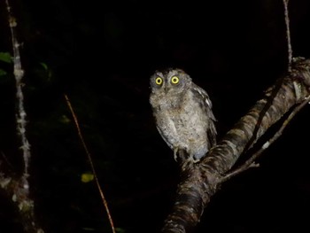 Ryukyu Scops Owl Amami Forest Police Mon, 9/9/2019