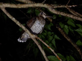 Sat, 9/7/2019 Birding report at Amami Forest Police