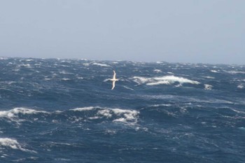 アホウドリ 八丈島航路 2019年3月31日(日)