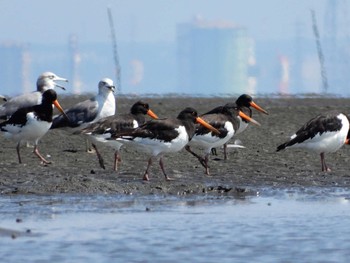 ミヤコドリ ふなばし三番瀬海浜公園 2019年12月25日(水)