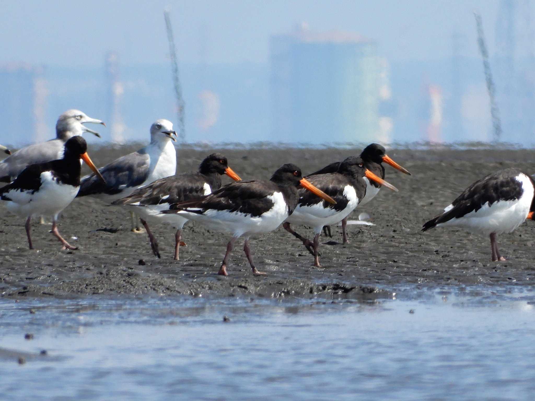 ふなばし三番瀬海浜公園 ミヤコドリの写真 by alba