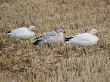 2020年11月22日(日) 蕪栗沼の野鳥観察記録