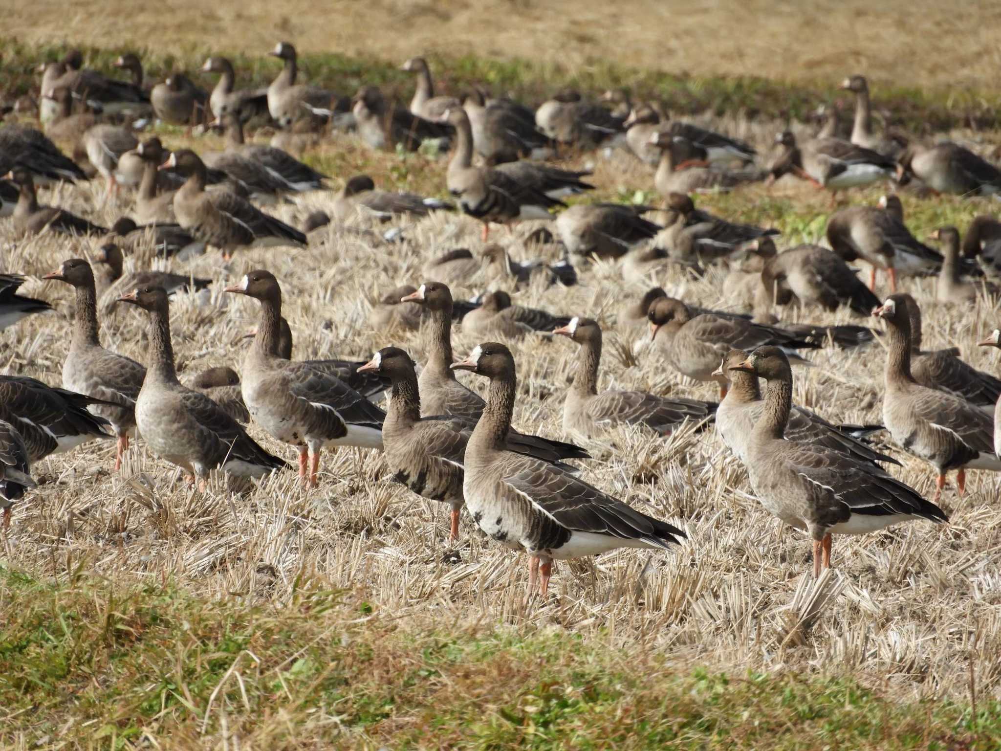 Greater White-fronted Goose