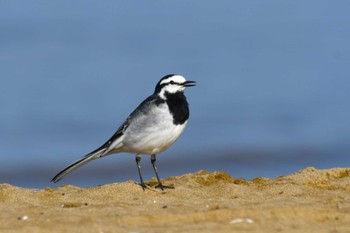 White Wagtail 千里浜(石川県羽咋市) Tue, 4/4/2023