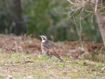 Dusky Thrush 涸沼自然公園 Thu, 2/23/2023