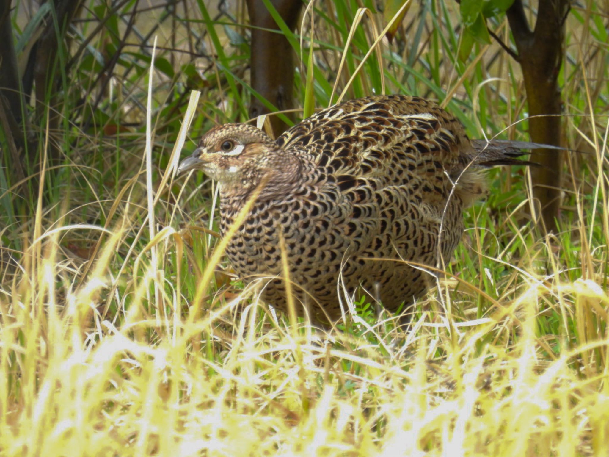 Photo of Green Pheasant at 新潟市西区 by ぽちゃっこ