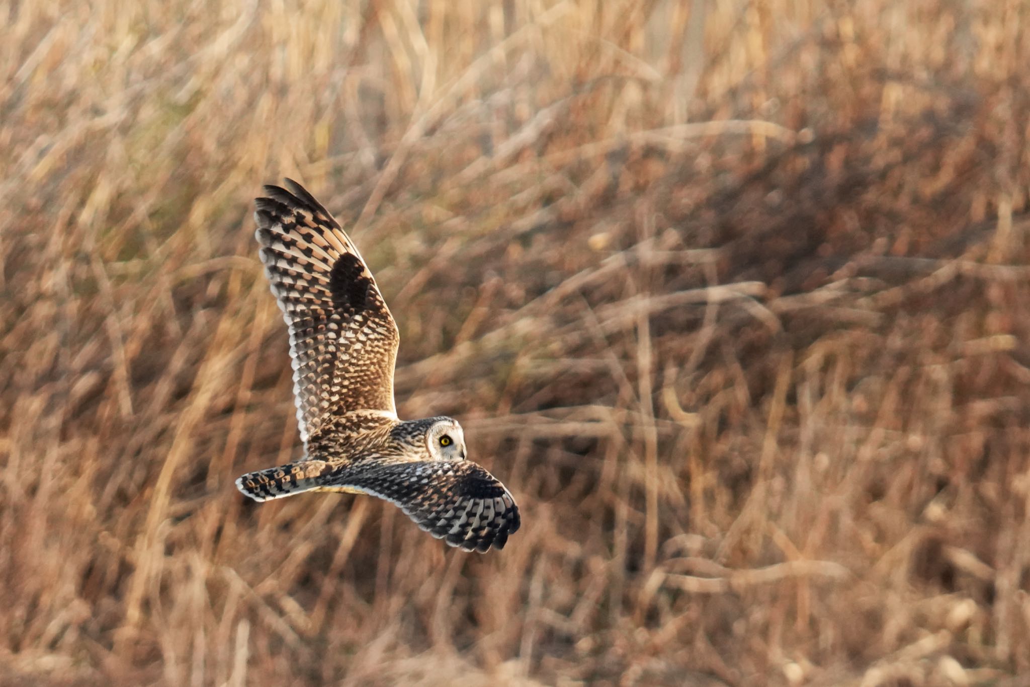 江戸川(三郷) コミミズクの写真 by アポちん