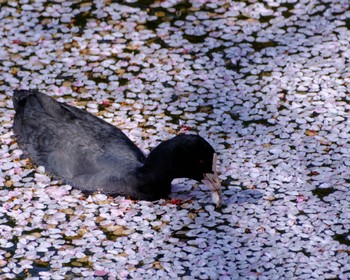 オオバン 三ツ池公園(横浜市鶴見区) 2023年4月1日(土)