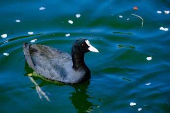 オオバン 三ツ池公園(横浜市鶴見区) 2023年4月1日(土)