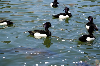 キンクロハジロ 三ツ池公園(横浜市鶴見区) 2023年4月1日(土)