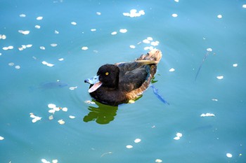 キンクロハジロ 三ツ池公園(横浜市鶴見区) 2023年4月1日(土)