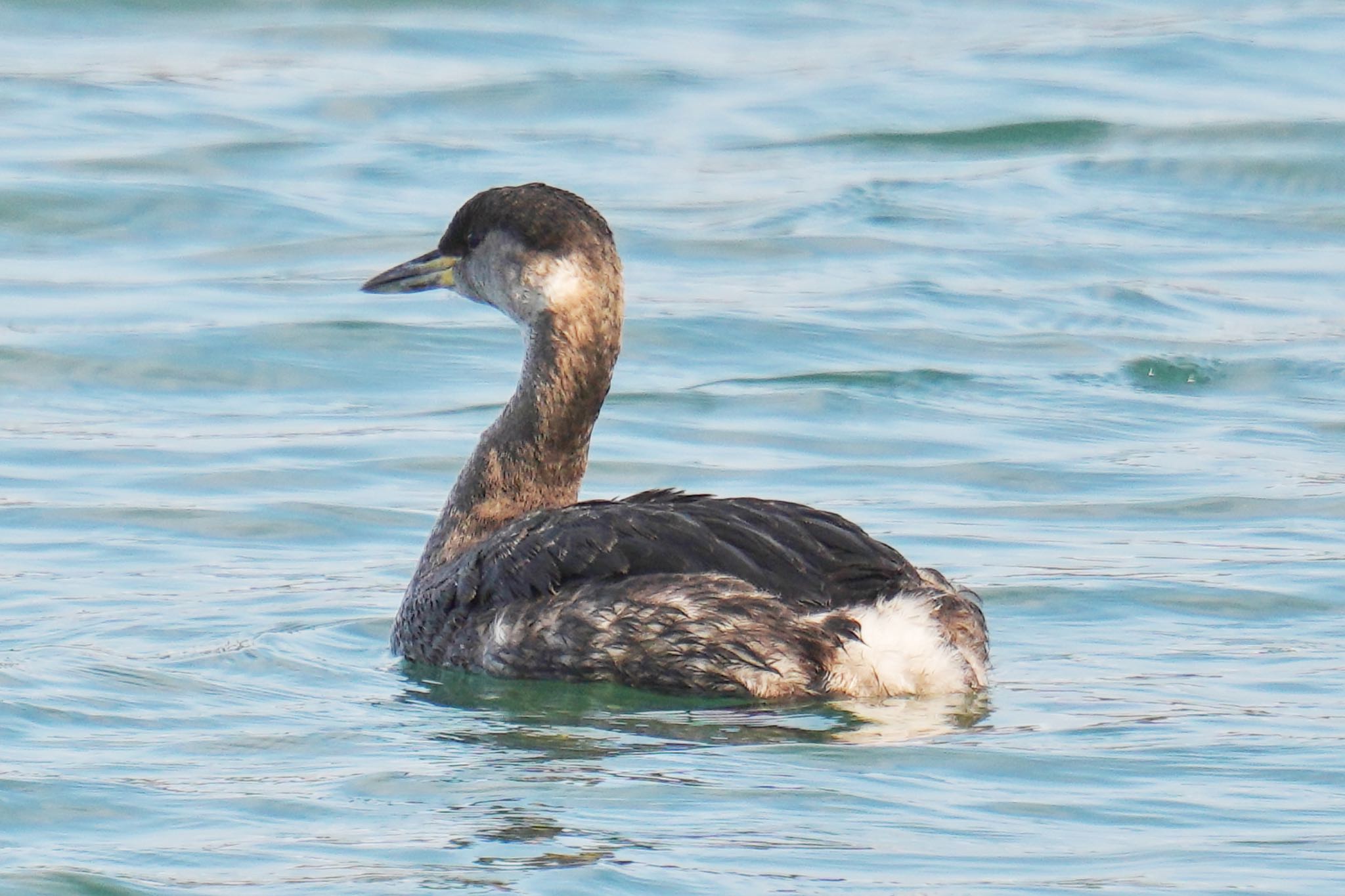 Red-necked Grebe