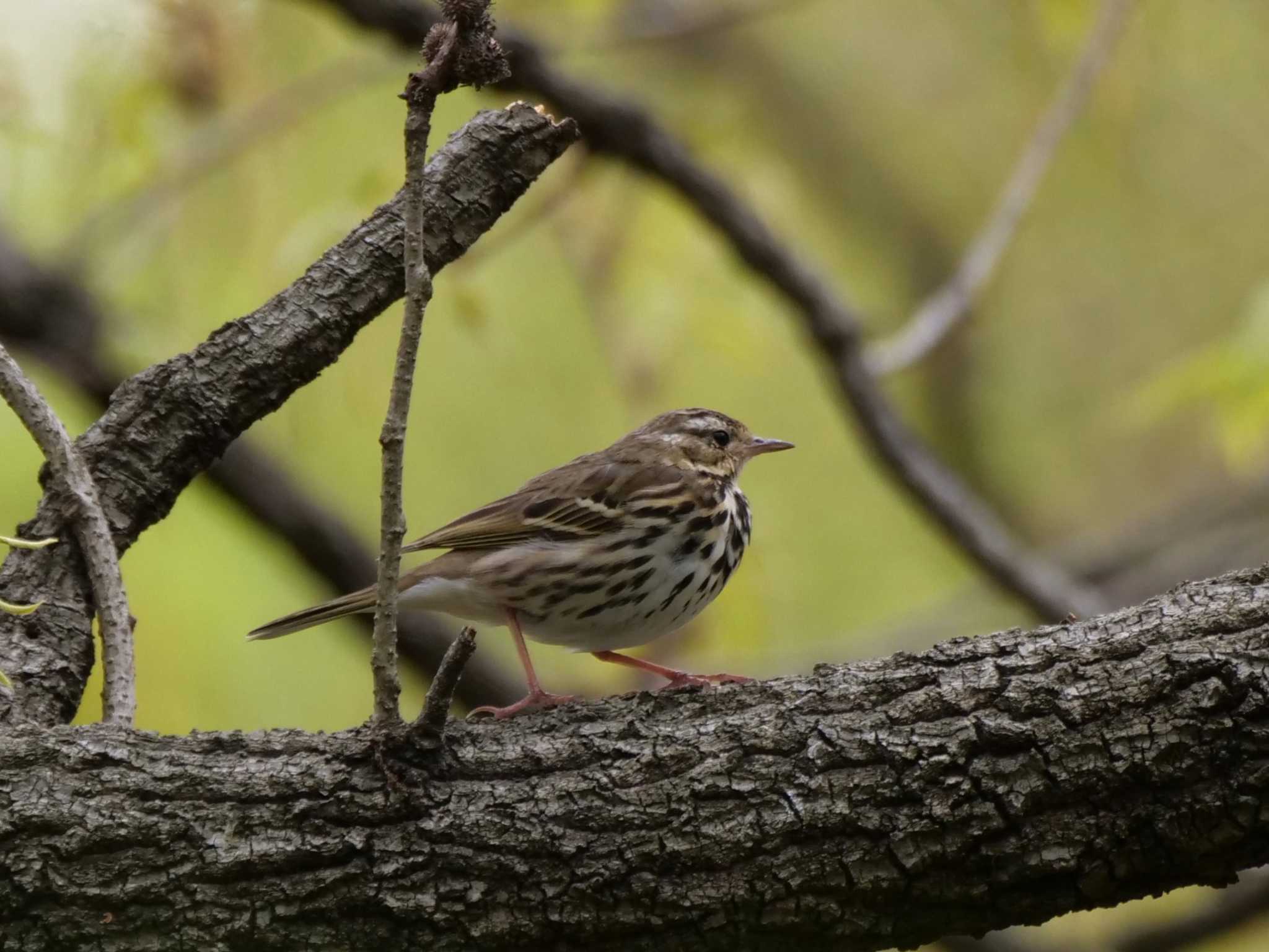 Photo of Olive-backed Pipit at 埼玉県 by little birds