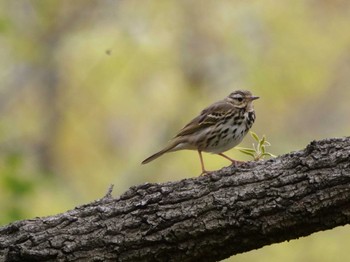 Olive-backed Pipit 埼玉県 Wed, 4/5/2023