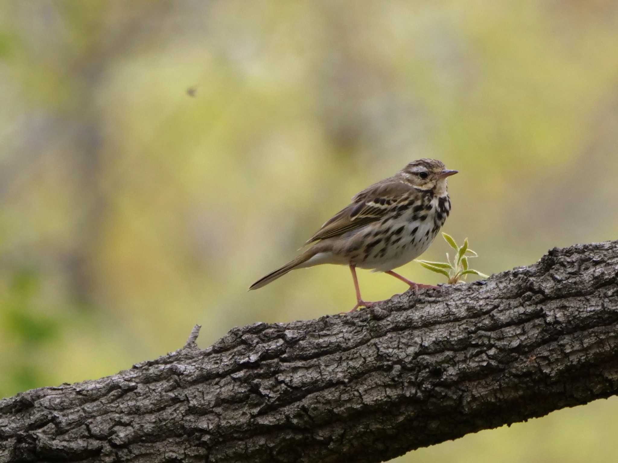 Photo of Olive-backed Pipit at 埼玉県 by little birds