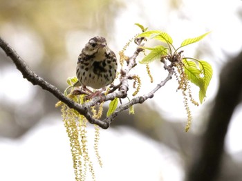 Olive-backed Pipit 埼玉県 Wed, 4/5/2023